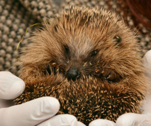 Coraz bliżej Ośrodka Rehabilitacji Dzikich Zwierząt w Krakowie. Jest adres i data końca inwestycji