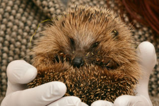 Coraz bliżej Ośrodka Rehabilitacji Dzikich Zwierząt w Krakowie. Jest adres i data końca inwestycji