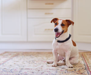 Jack Russel Terrier