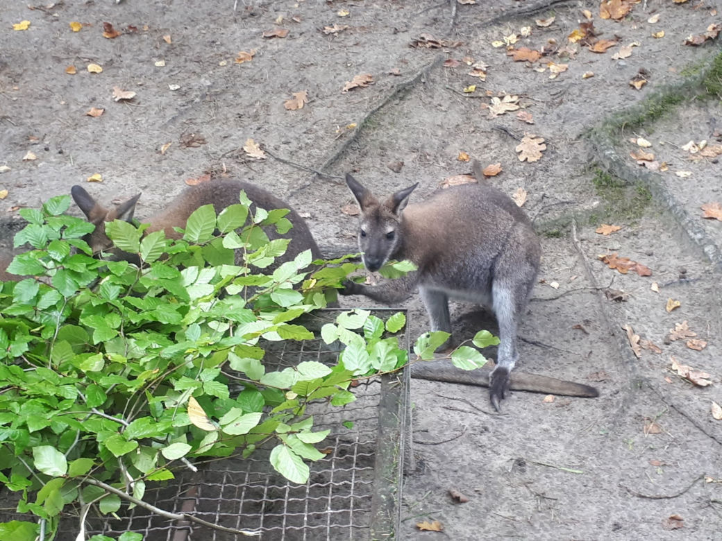 Nowi mieszkańcy w gdańskim zoo!