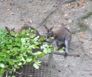 Nowi mieszkańcy w gdańskim zoo!