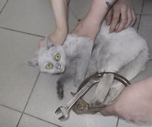 GRZMOTKA URATOWANA Z WNYKÓW