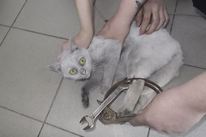 GRZMOTKA URATOWANA Z WNYKÓW