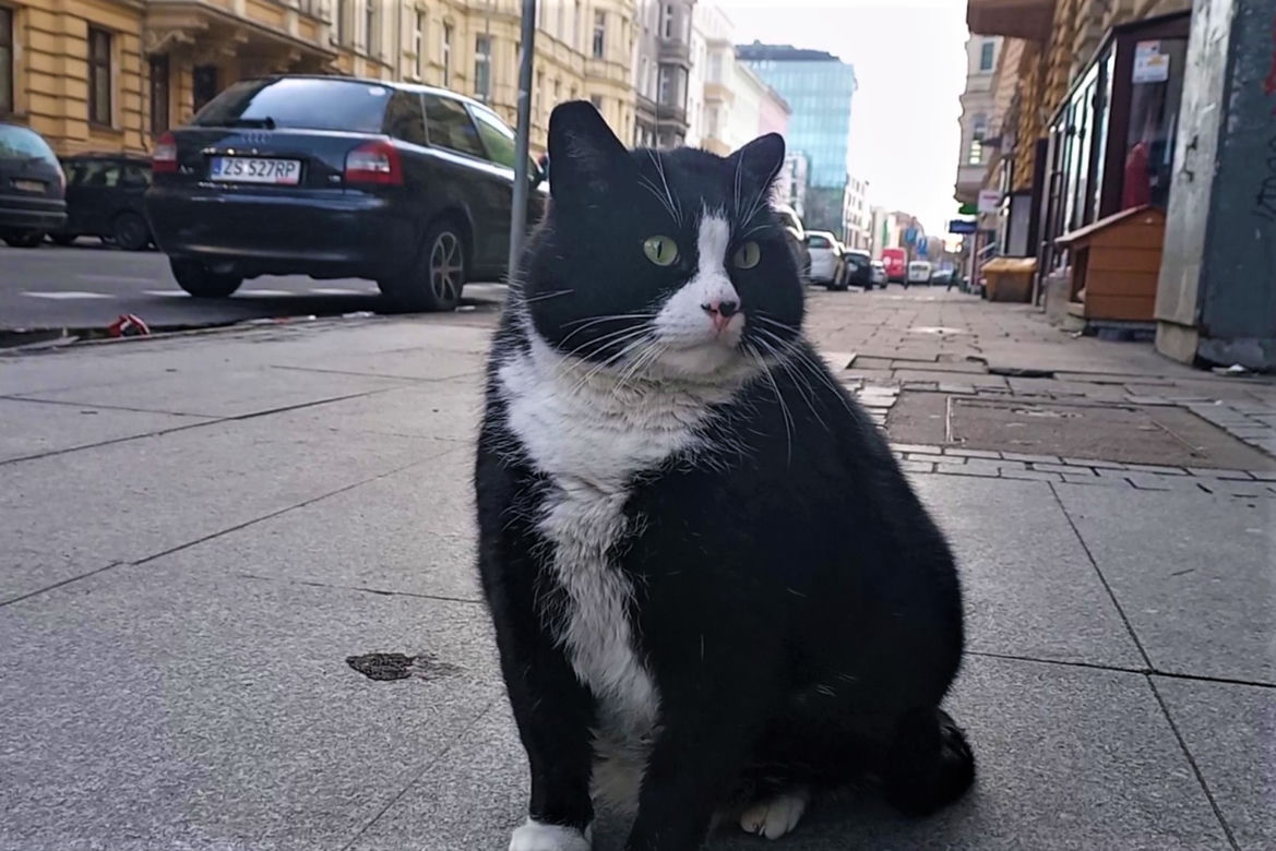 Garfield, Filemon i inne słynne koty