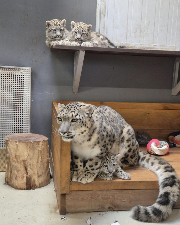 Irbisy z warszawskiego zoo. Harce młodych kotów