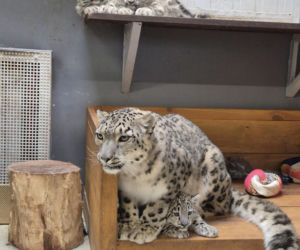 Irbisy z warszawskiego zoo. Harce młodych kotów