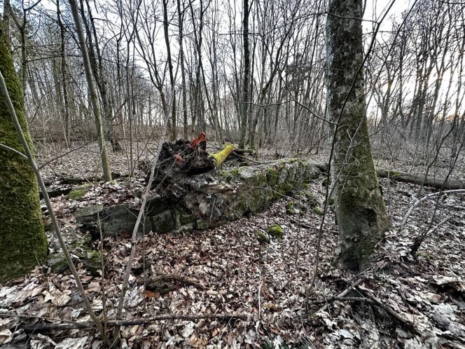 Rzeźba warta fortunę znaleziona w domu celebrytki? Nowe ustalenia po ćwierć wieku