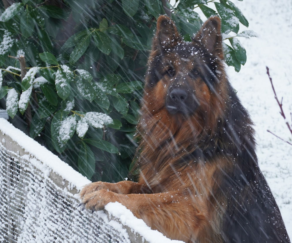   W czwartek czeka nas śnieg! Wiemy, gdzie będzie najgorzej [Prognoza pogody IMGW na 3.03.2022]