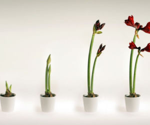 Hippeastrum