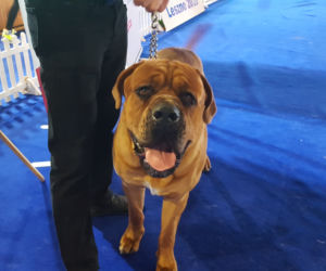 ​Psia elita w Lesznie. W hali Trapez odbyła się XXIV wystawa Champion of Champion's Show