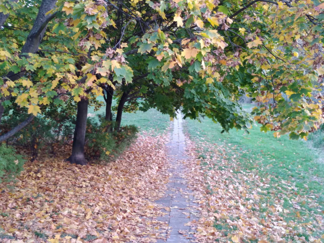 Park Skaryszewski