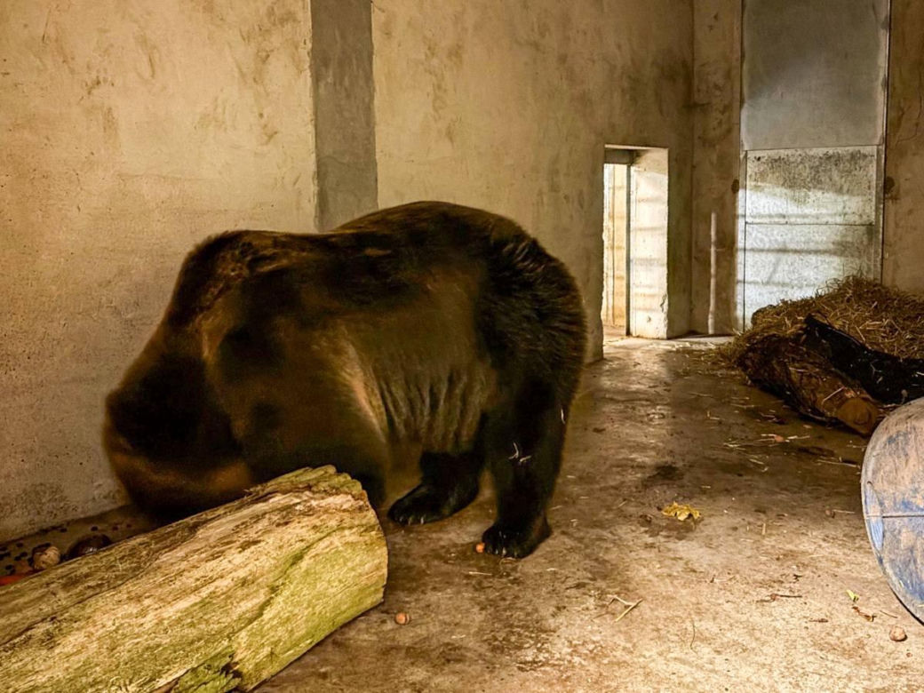 Mieszkaniec Częstochowy trzymał niedźwiedzia w niewoli. Trafił do zoo w Poznaniu