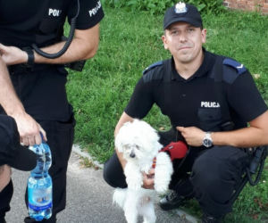 Toruń: Mężczyzna zostawił psa w nagrzanym samochodzie i poszedł na zakupy [ZDJĘCIA]