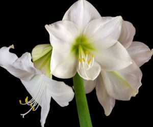 Hippeastrum