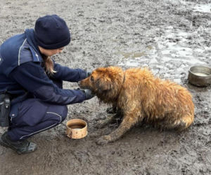 Sytuację uratował przypadkowy przechodzień