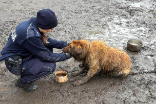Sytuację uratował przypadkowy przechodzień