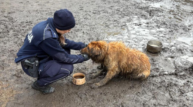 Sytuację uratował przypadkowy przechodzień