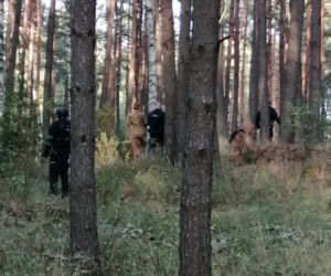 W Puszczy Noteckiej trwa obława