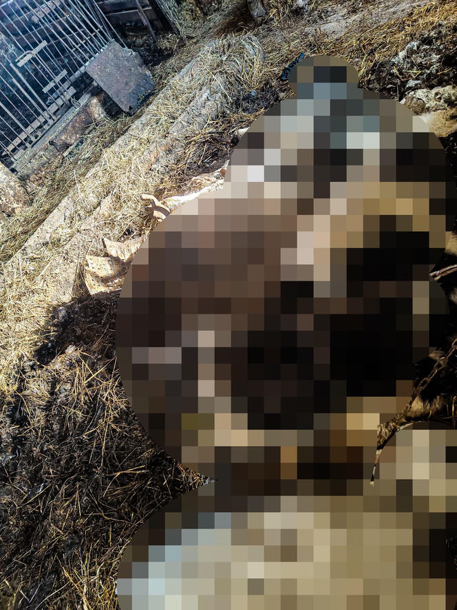 Horror koło Ostródy. Zwierzęta konały bez światła, wody i jedzenia