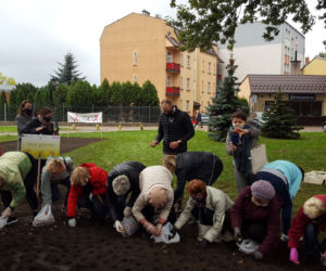 Ponad 2 tysiące żonkili posadzono na Polu Nadziei w Lesznie