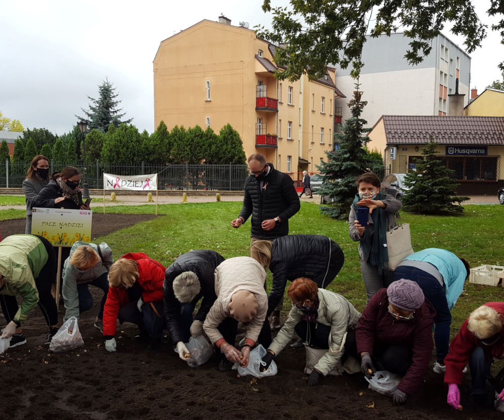 Ponad 2 tysiące żonkili posadzono na Polu Nadziei w Lesznie