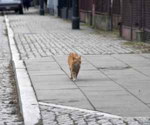 Koty Jarka nas terroryzują