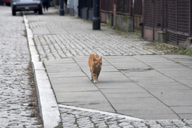 Koty Jarka nas terroryzują