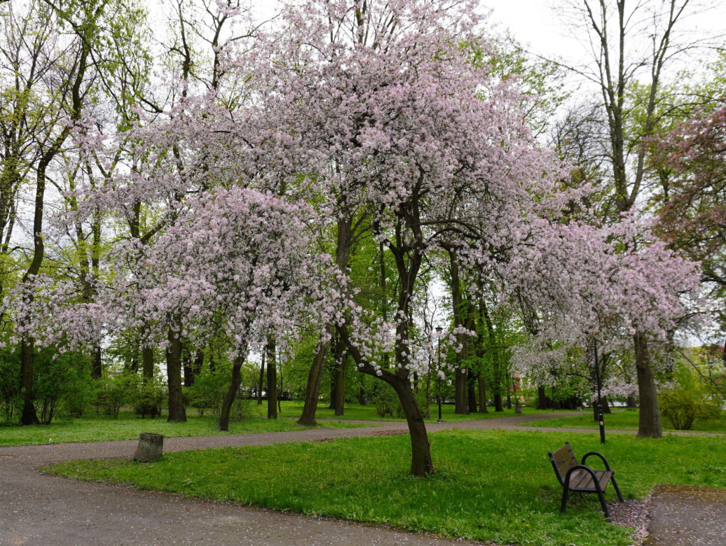 Park Bronowice wiosną 2024
