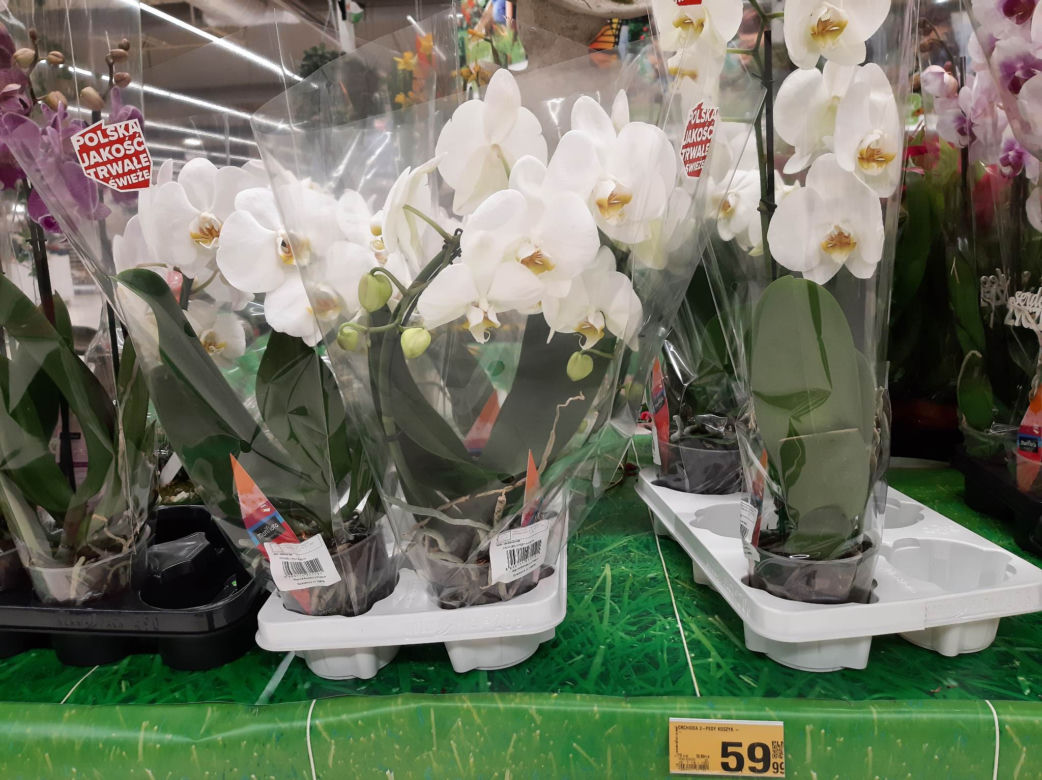 Ceny kwiatów na Dzień Kobiet w popularnych marketach 