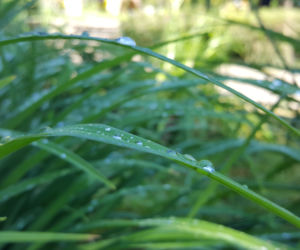Są kolorowe, pachnące i... smaczne! Ogród Botaniczny zaprasza na jadalne kwiaty