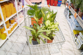 Jak kupić zdrową roślinę doniczkową do domu? Na co zwracać uwagę kupując kwiaty doniczkowe?