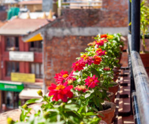 Kwiaty na balkon południowy zdjęcia