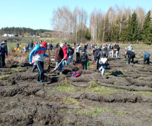 Akcja Grudziądzanie sadzą las!