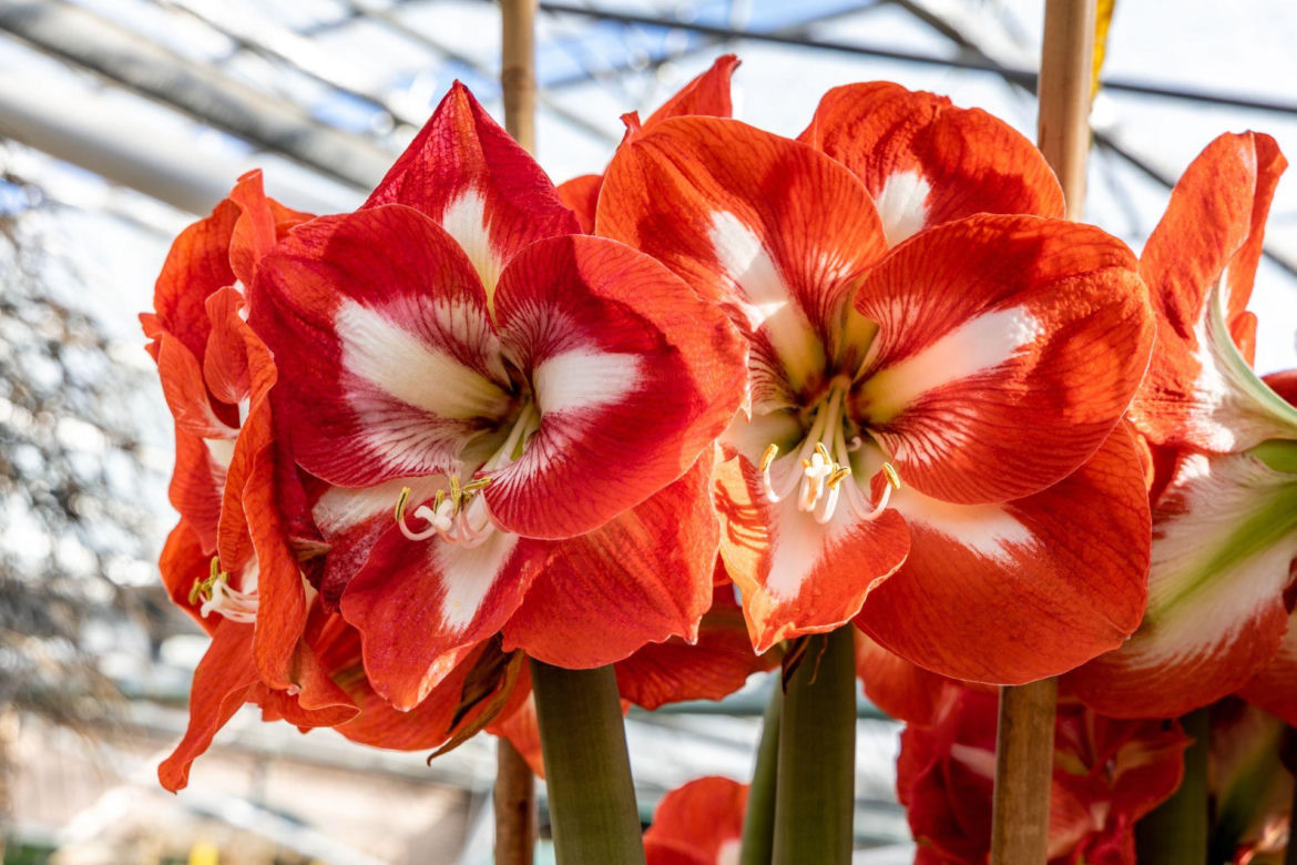 Kwiat hippeastrum