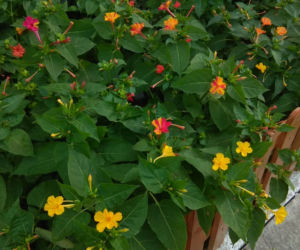 Dziwaczek jalapa