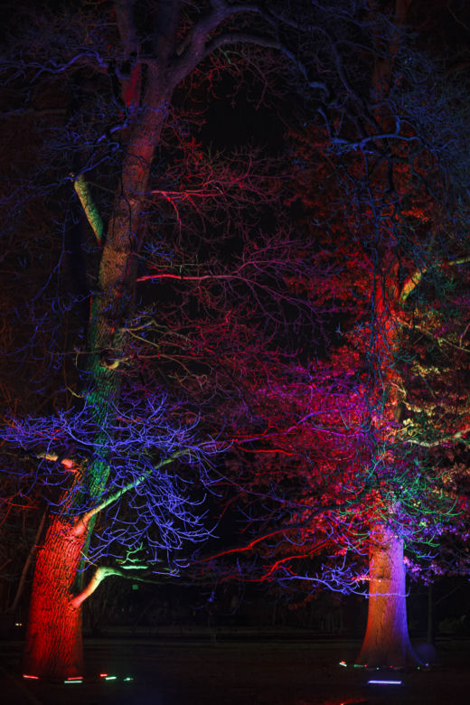Lasery, muzyka i kolorowe iluminacje w Ogrodzie Botanicznym we Wrocławiu