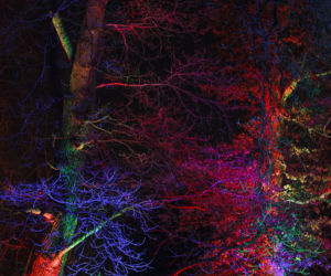 Lasery, muzyka i kolorowe iluminacje w Ogrodzie Botanicznym we Wrocławiu