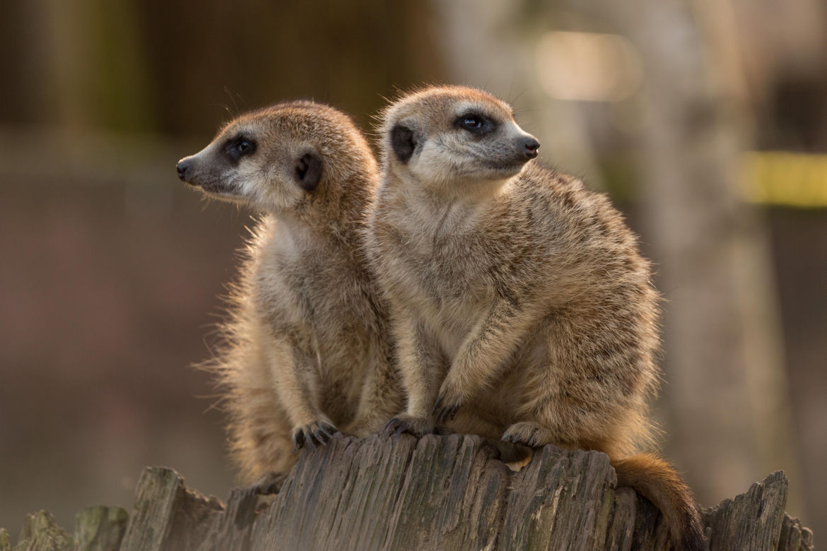 Zoo w Ueckermuende