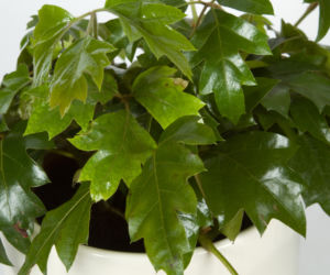 Cissus rombolistny