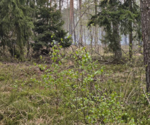 Pożar pod legionowej, czarna struga