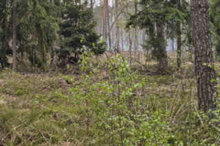 Pożar pod legionowej, czarna struga