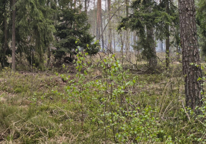 Pożar pod legionowej, czarna struga