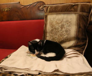 Jarosław Kaczyński wprowadził się do kuzyna