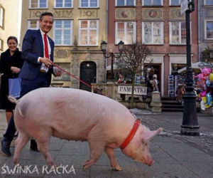 Robert Biedroń ze świnią Raćką