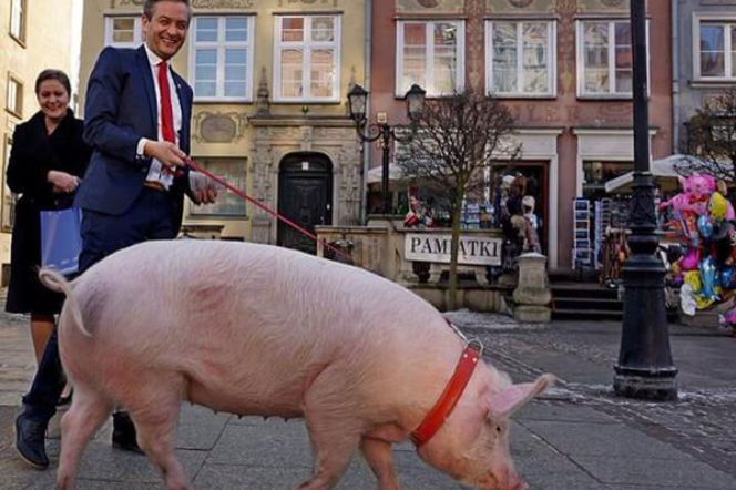 Robert Biedroń ze świnią Raćką