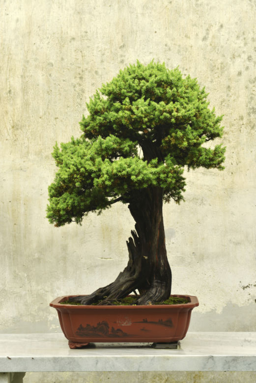 bonsai