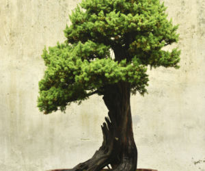 bonsai