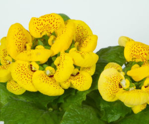 Pantofelnik (Calceolaria)