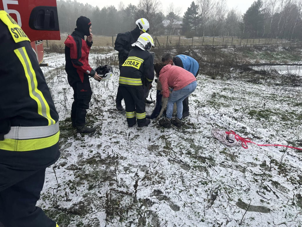 Tafla lodu zarwała się pod psami! Na ratunke ruszyli strażacy [ZDJĘCIA]