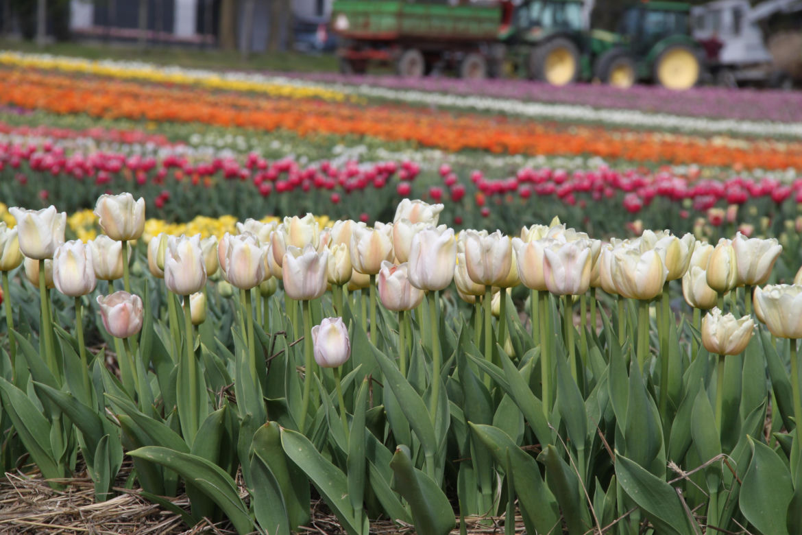 Tulipany na polach w Chrzypsku Wielkim